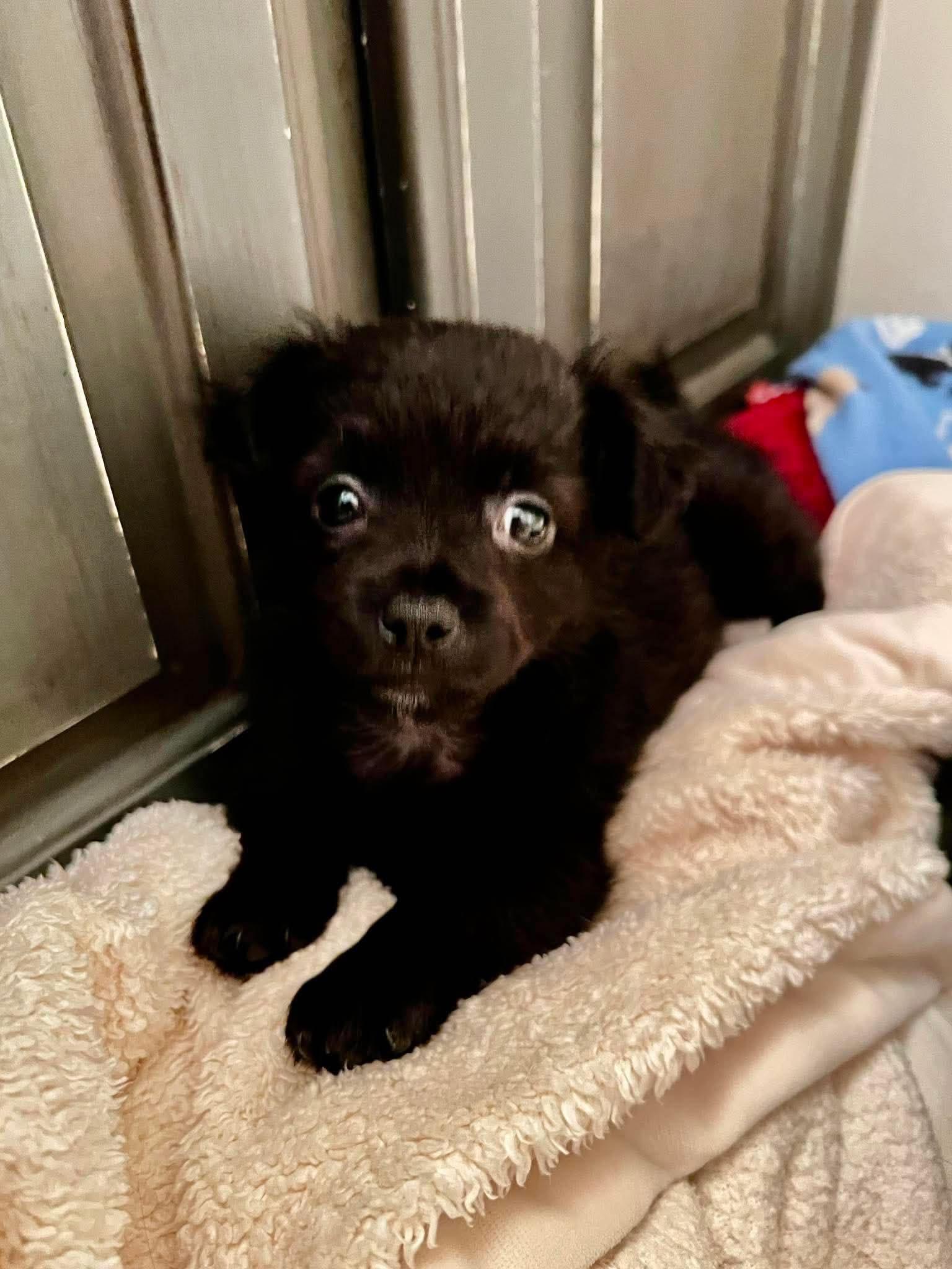 Ottis, an adopted mixed breed in Cumming, GA image 3/3