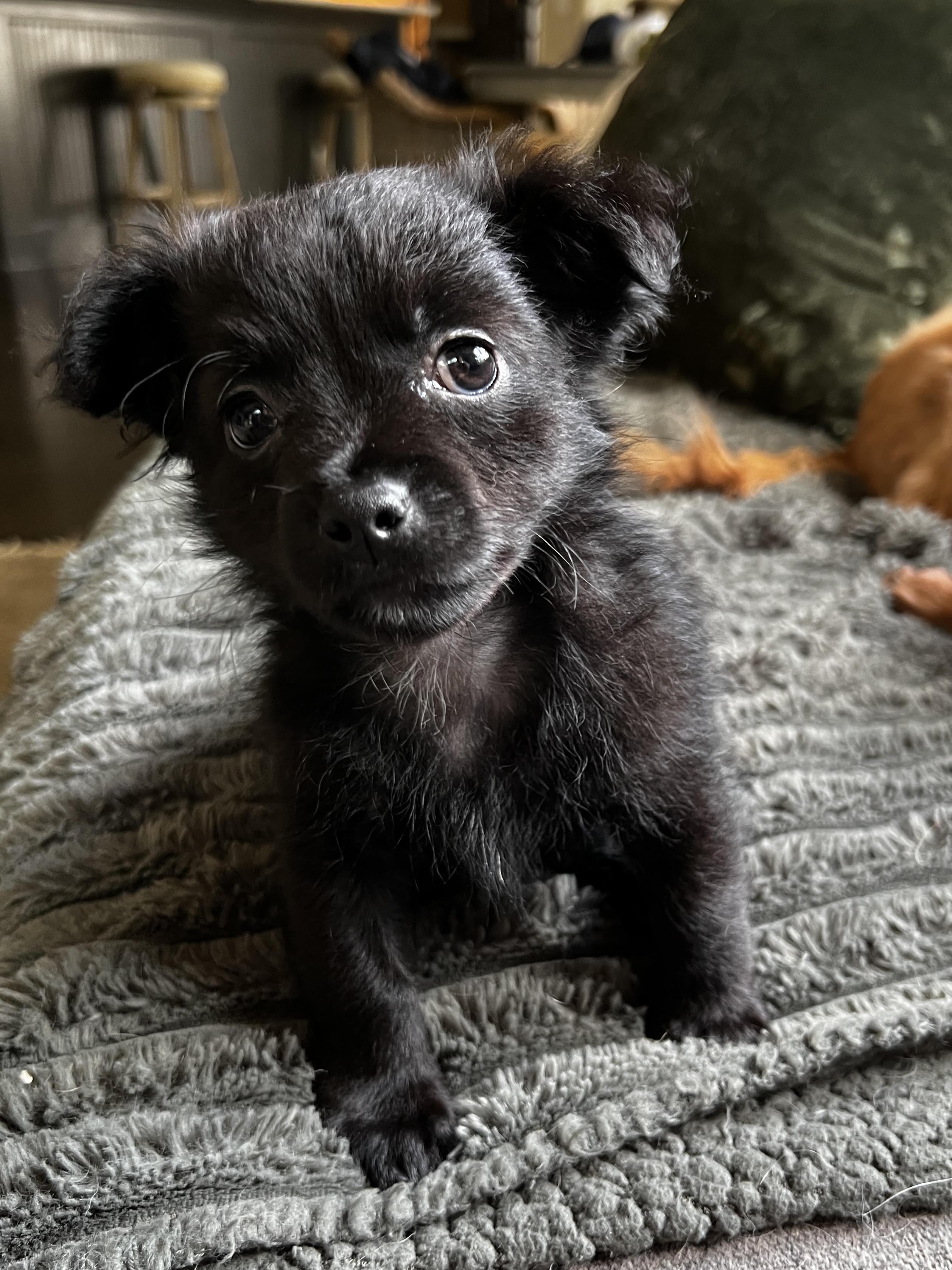 Ottis, an adopted mixed breed in Cumming, GA image 2/3