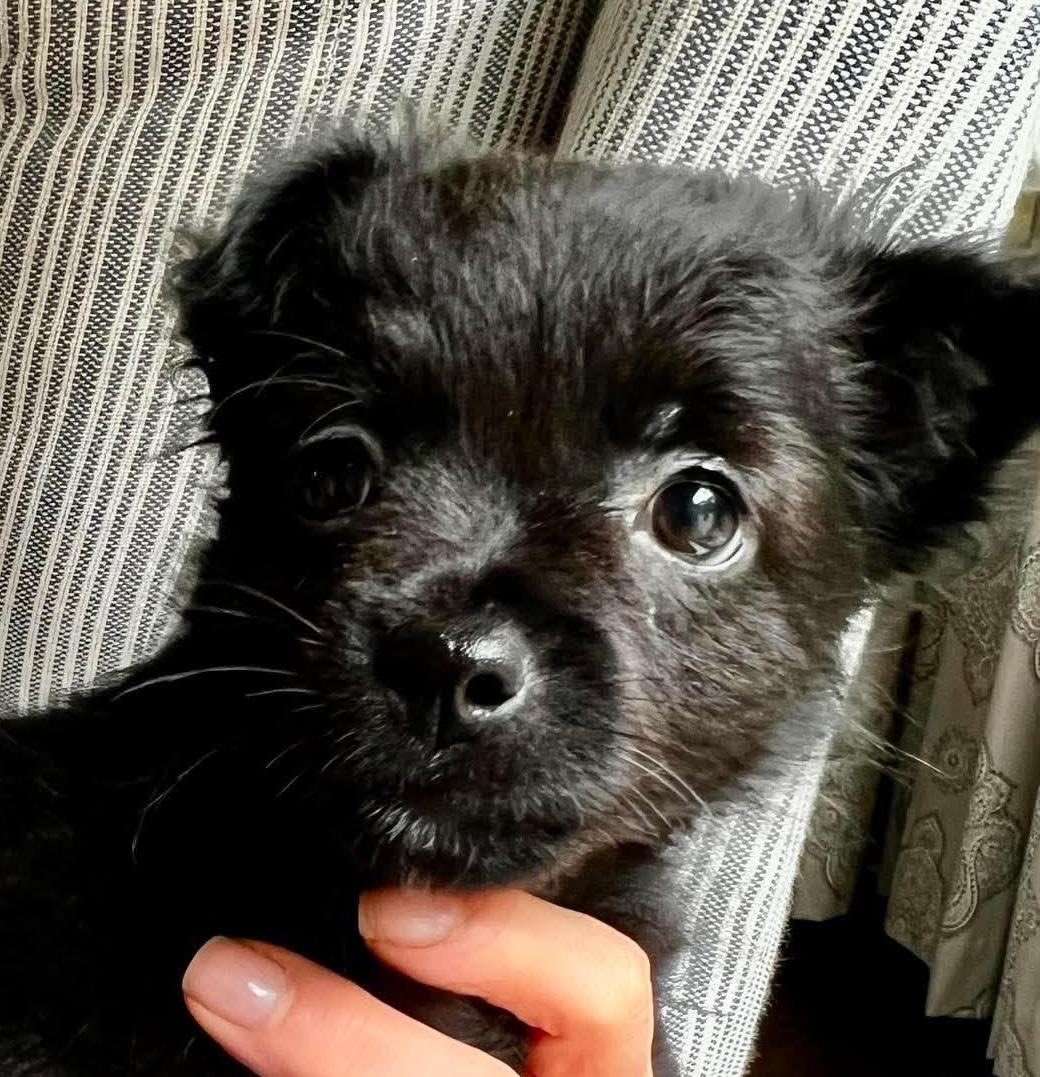 Ottis, an adopted mixed breed in Cumming, GA image 1/3
