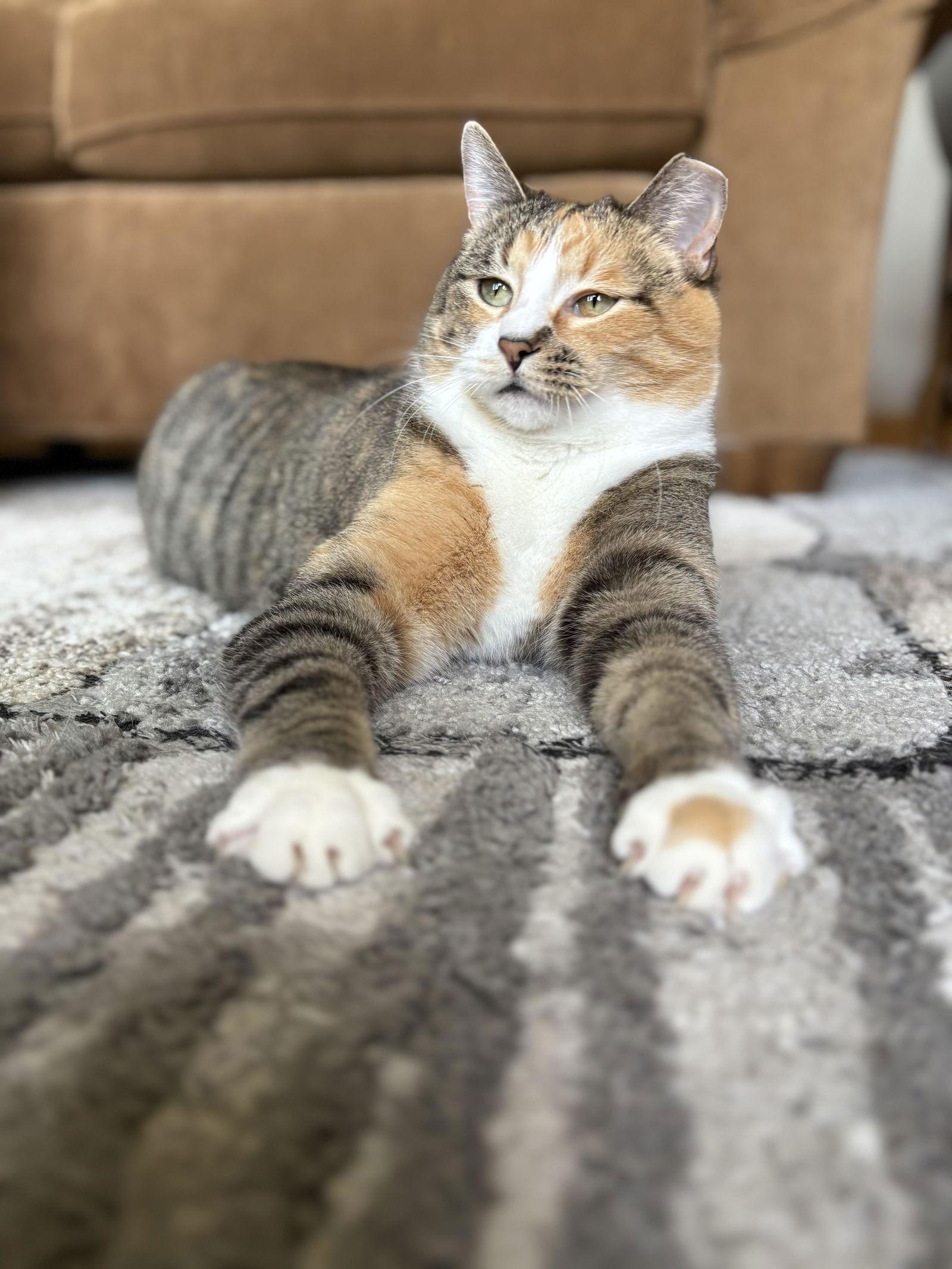 Mama ⭐️  (Fully Sponsored Adoption Fee), Adoptable, Adult Female Tabby & Calico.