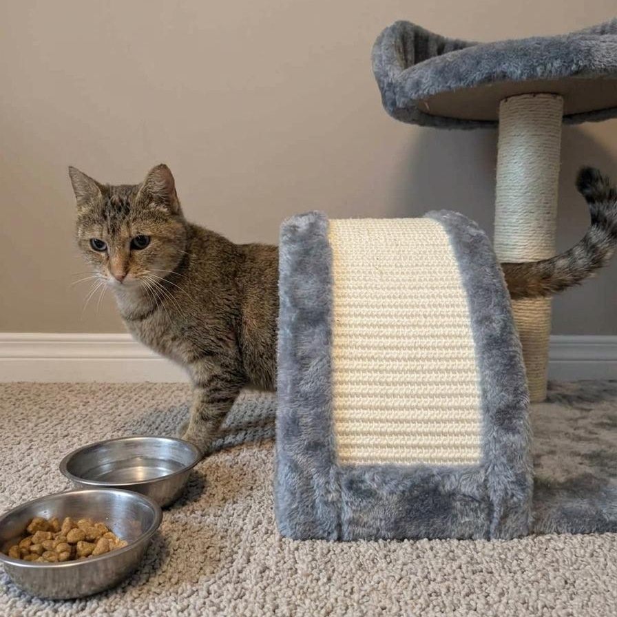 Enlarge Tink, a ADOPTABLE Torbie in Montclair, NJ image 4/4