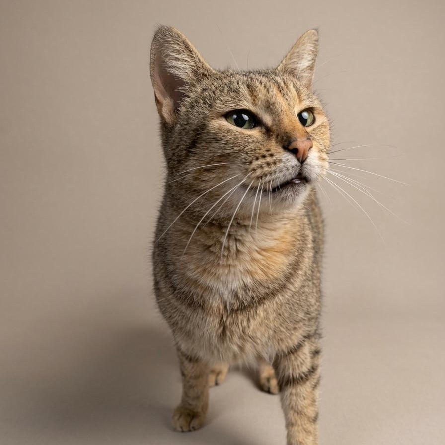 Tink, ADOPTABLE, Adult Female Torbie.