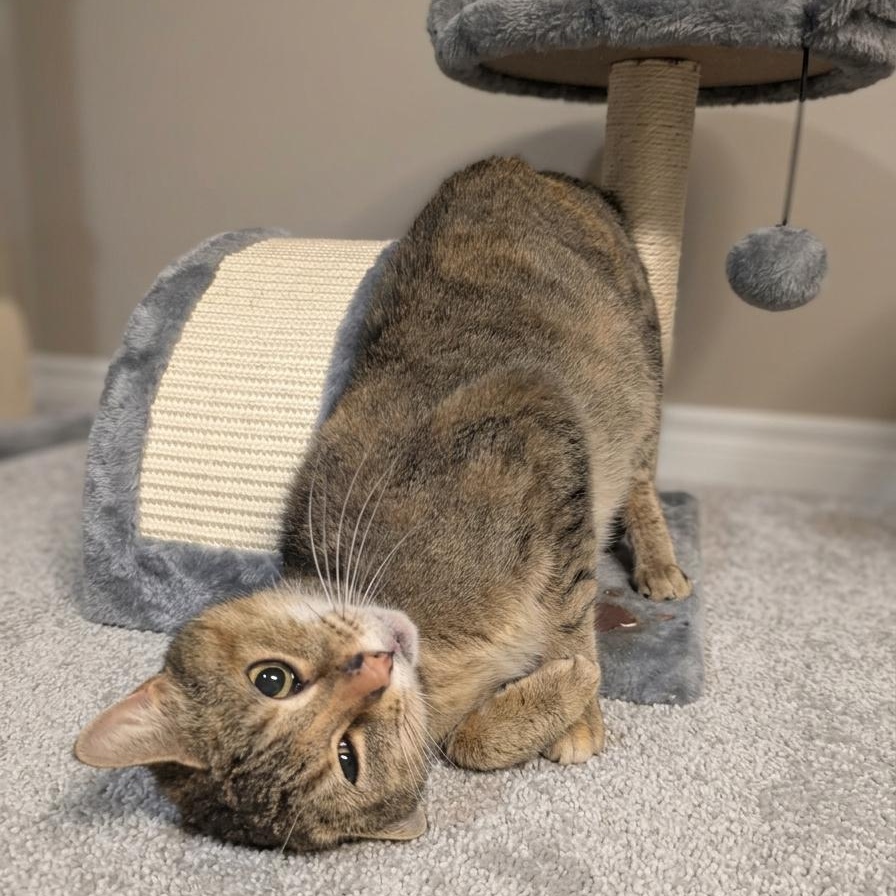 Enlarge Tink, a ADOPTABLE Torbie in Montclair, NJ image 3/4