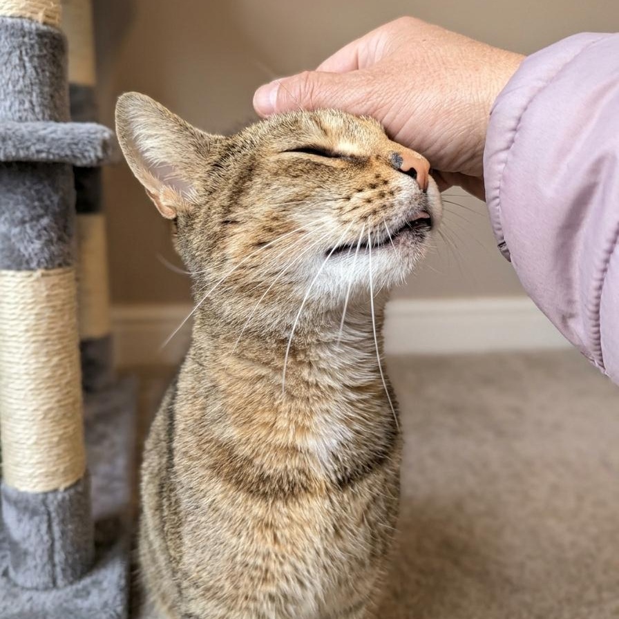Enlarge Tink, a ADOPTABLE Torbie in Montclair, NJ image 2/4