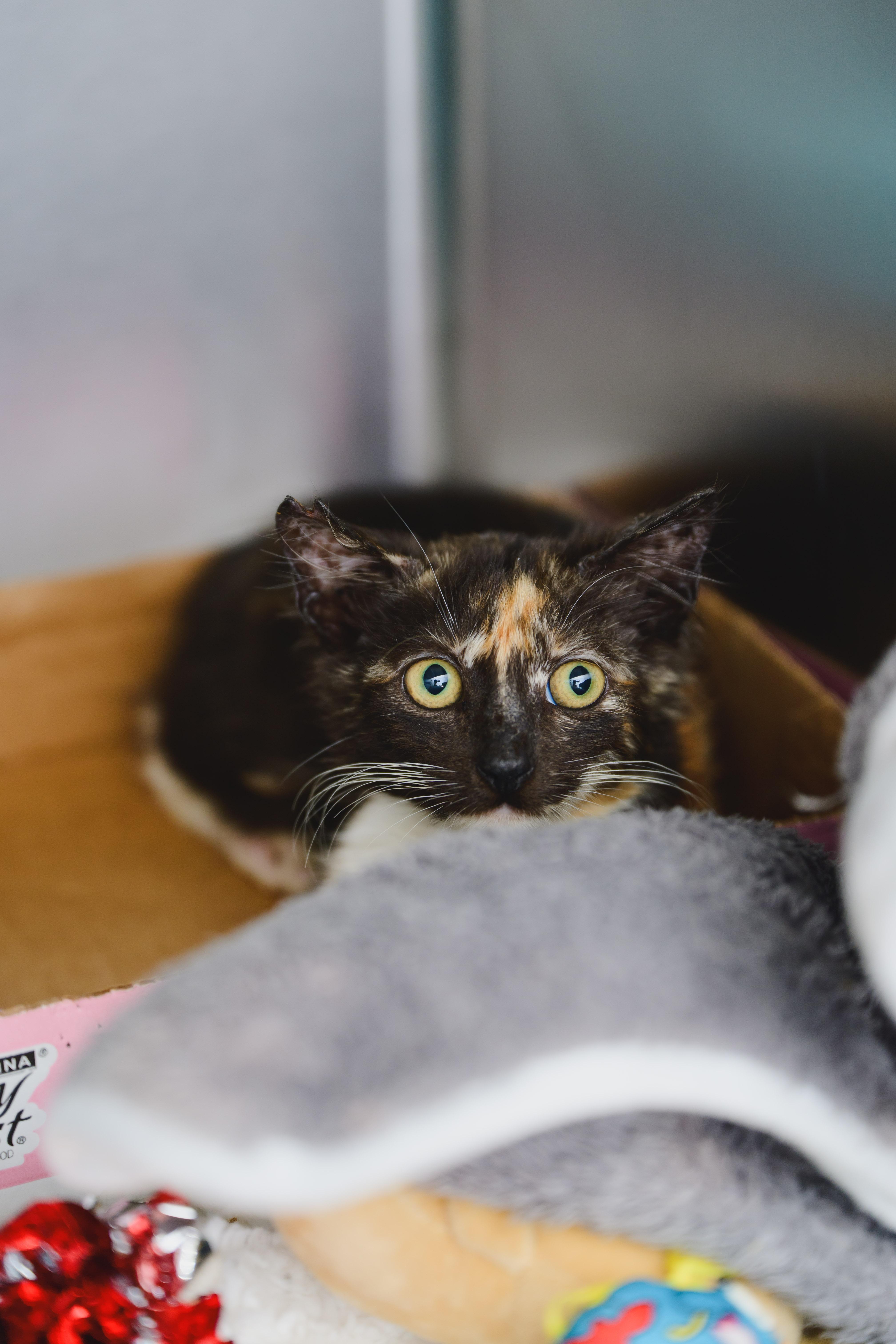 Pixie, Adopted, Young Female Domestic Short Hair.