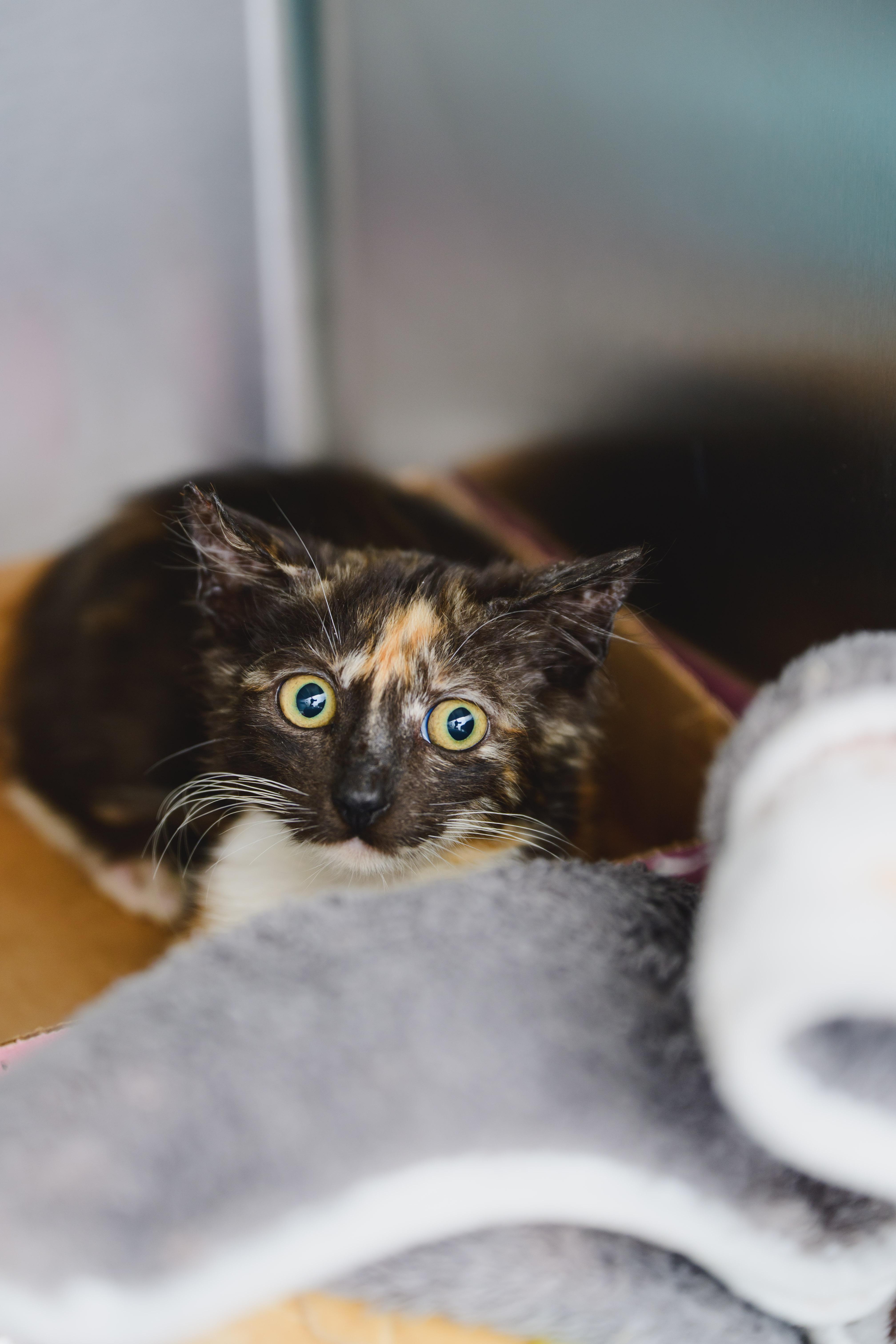 Pixie, a Adopted Domestic Short Hair in Honolulu, HI image 2/3