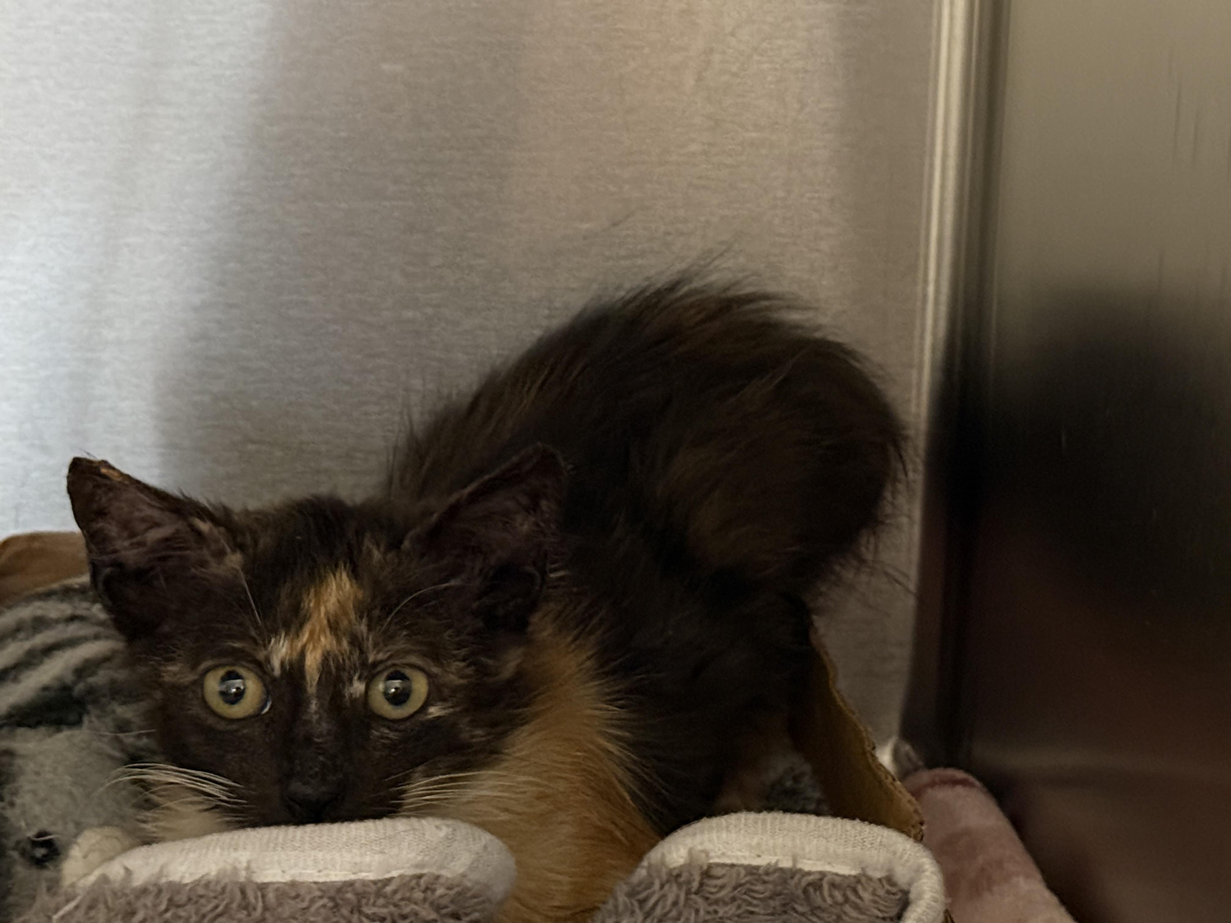 Pixie, a Adopted Domestic Short Hair in Honolulu, HI image 3/3