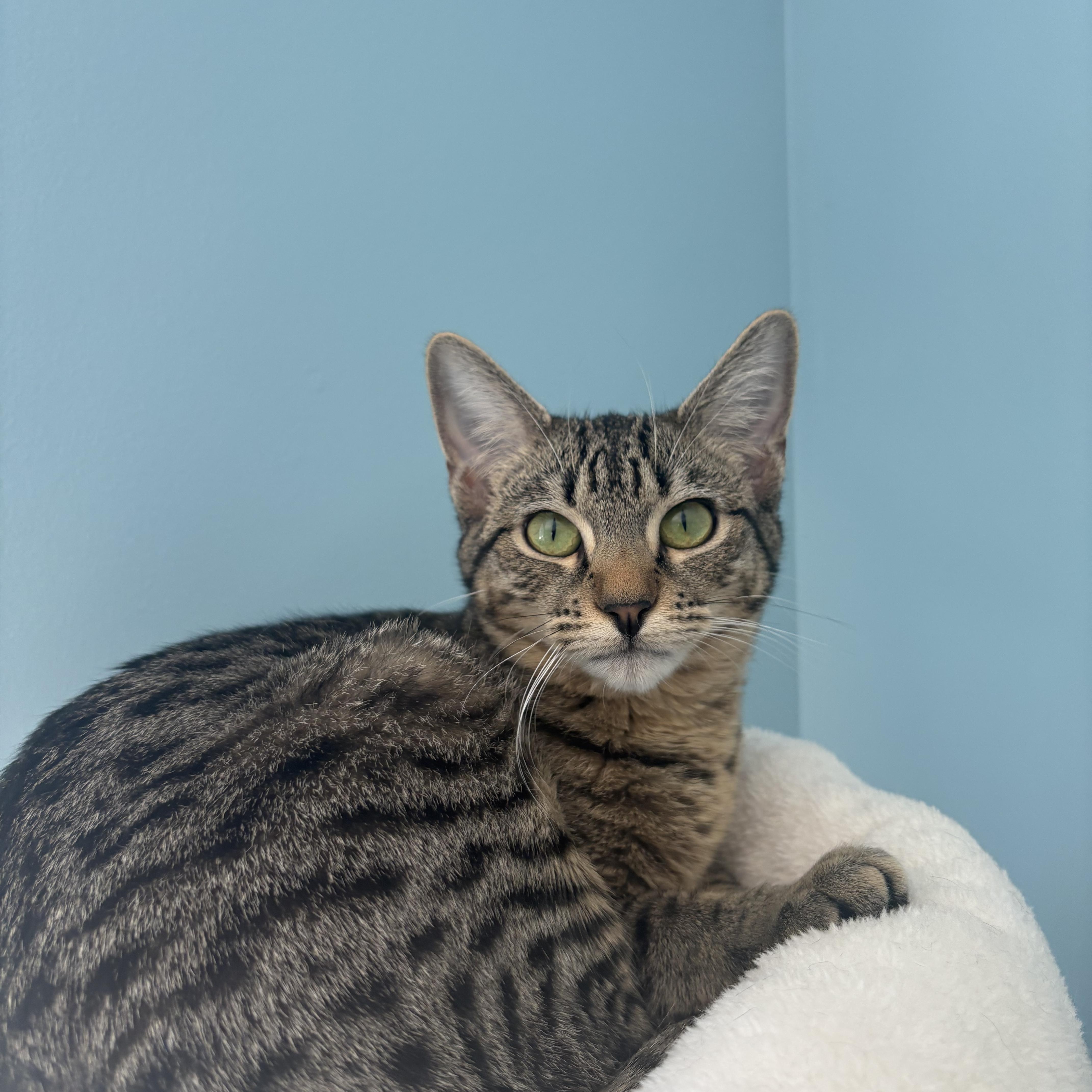 Tootsie, adopted, Young Female Domestic Short Hair.
