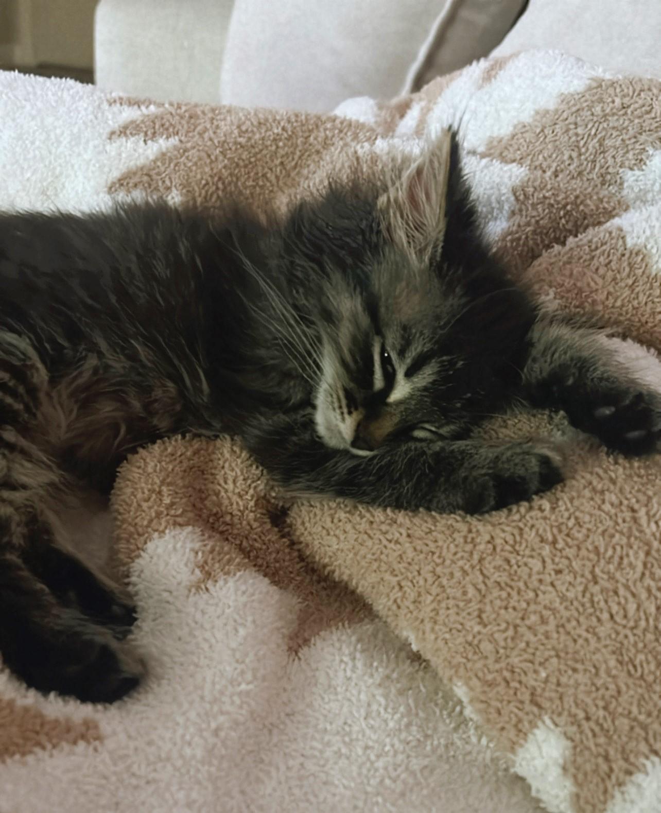 Biscotti thumbnail 2