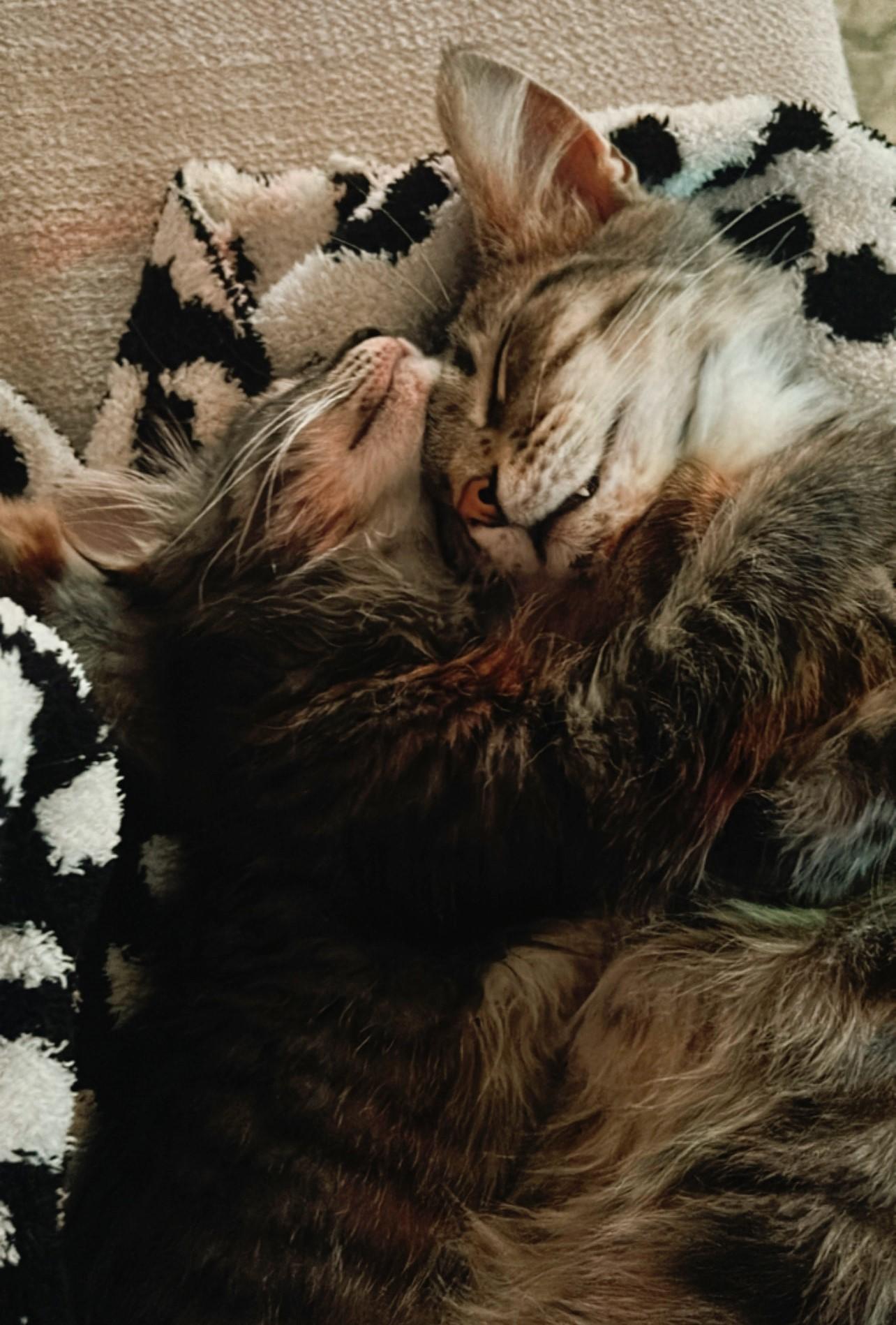 Biscotti thumbnail 3