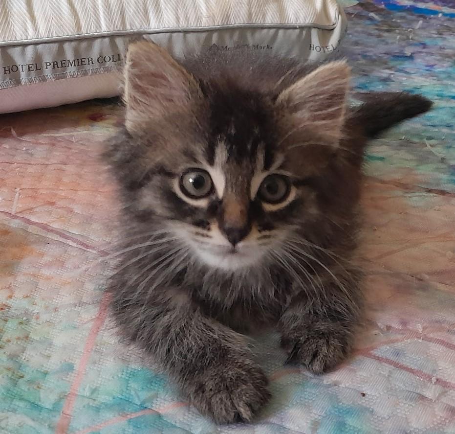 Biscotti thumbnail 4