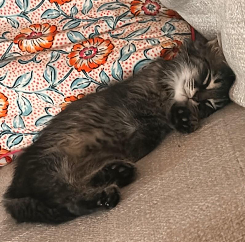 Biscotti thumbnail 5