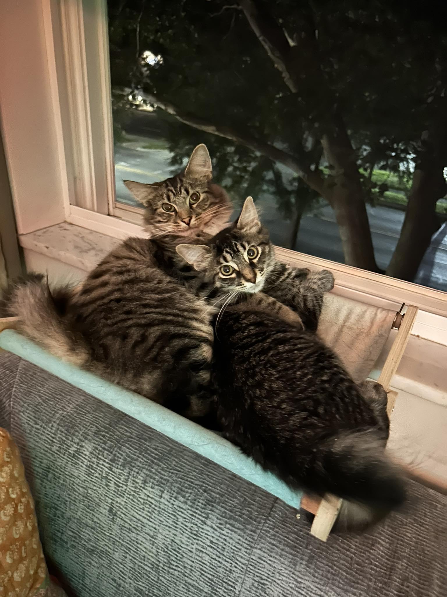 Biscotti (& Burrnard)