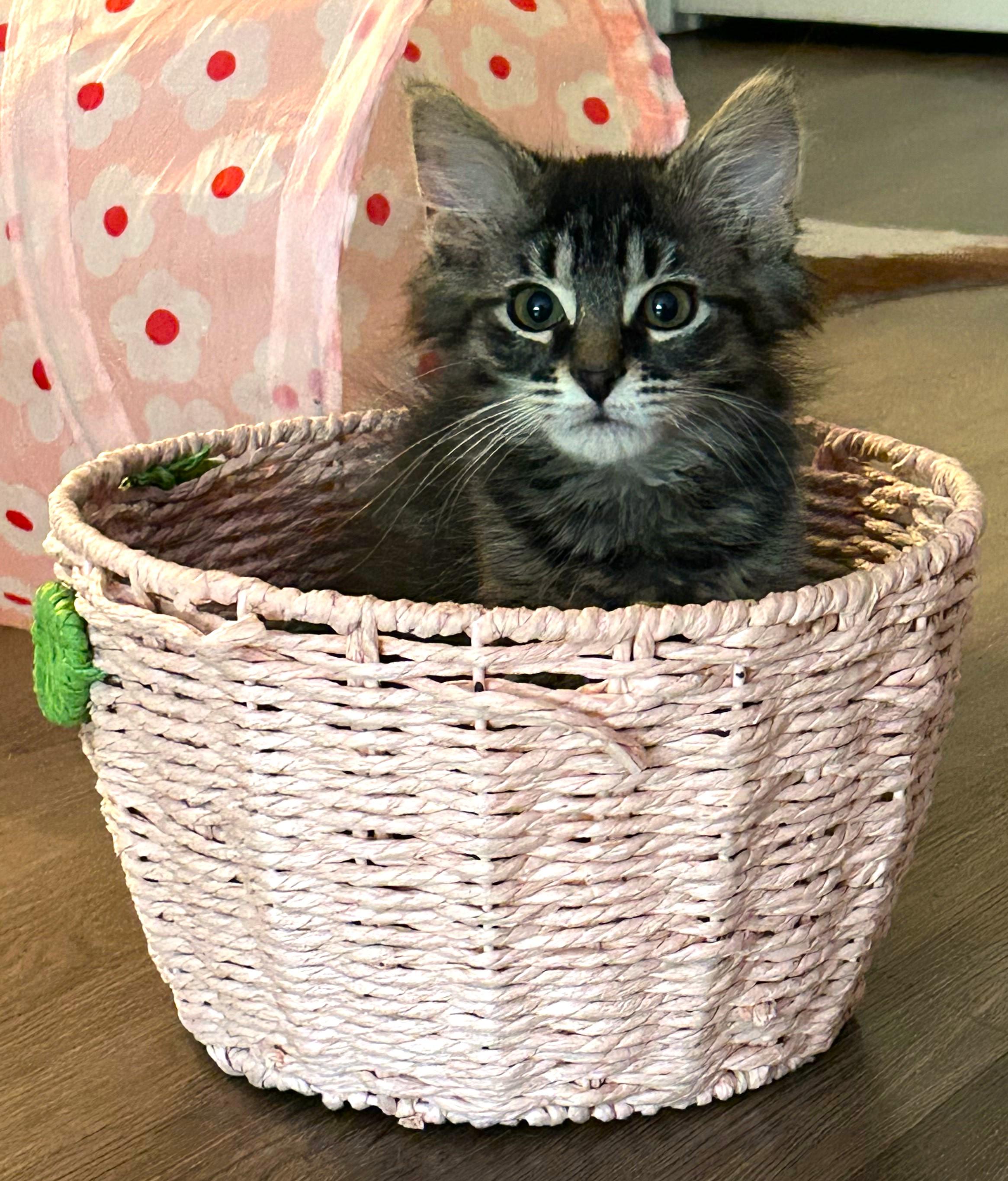 Biscotti thumbnail 7