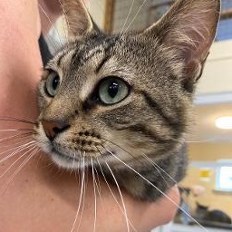 Enlarge Sherlock, an adopted Domestic Short Hair in Kankakee, IL image 2/3