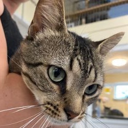 Sherlock, adopted, Adult Male Domestic Short Hair.
