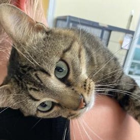 Enlarge Sherlock, an adopted Domestic Short Hair in Kankakee, IL image 3/3
