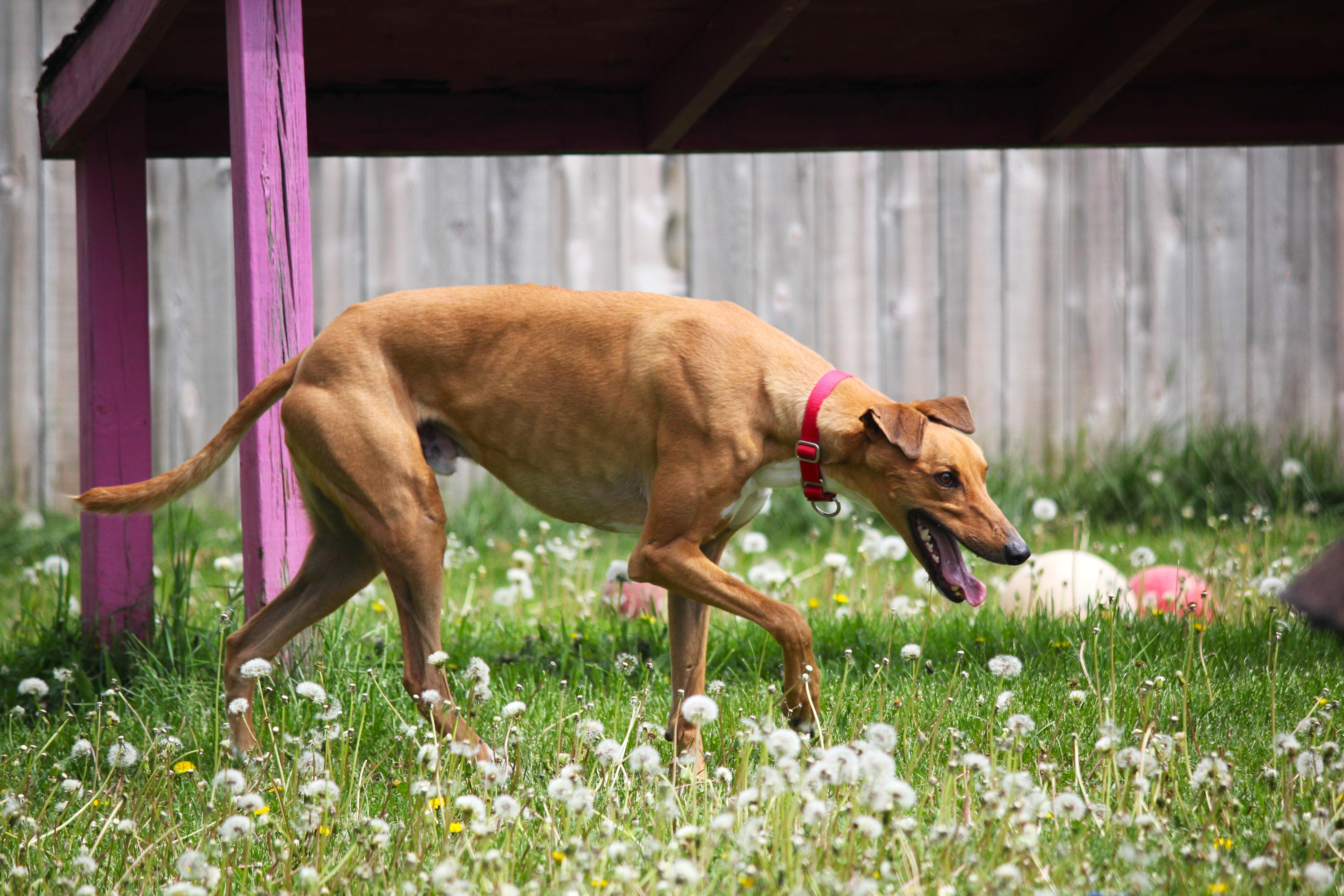 Curly, a ADOPTABLE Lurcher in Hayward, WI image 3/3
