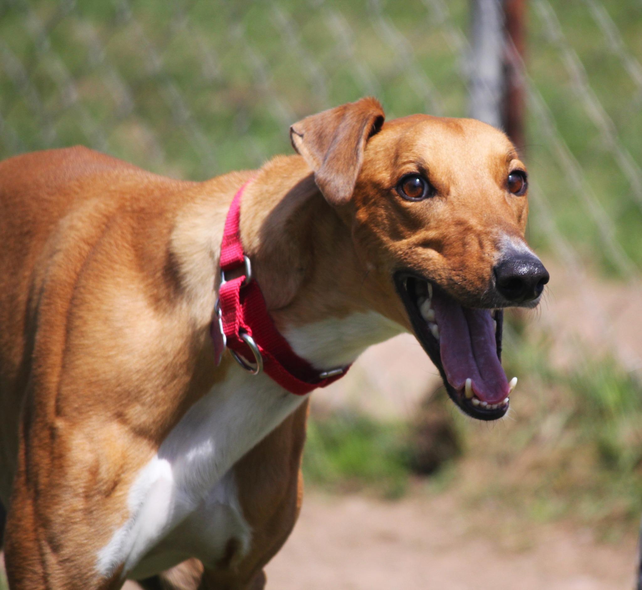 Curly, a ADOPTABLE Lurcher in Hayward, WI image 1/3