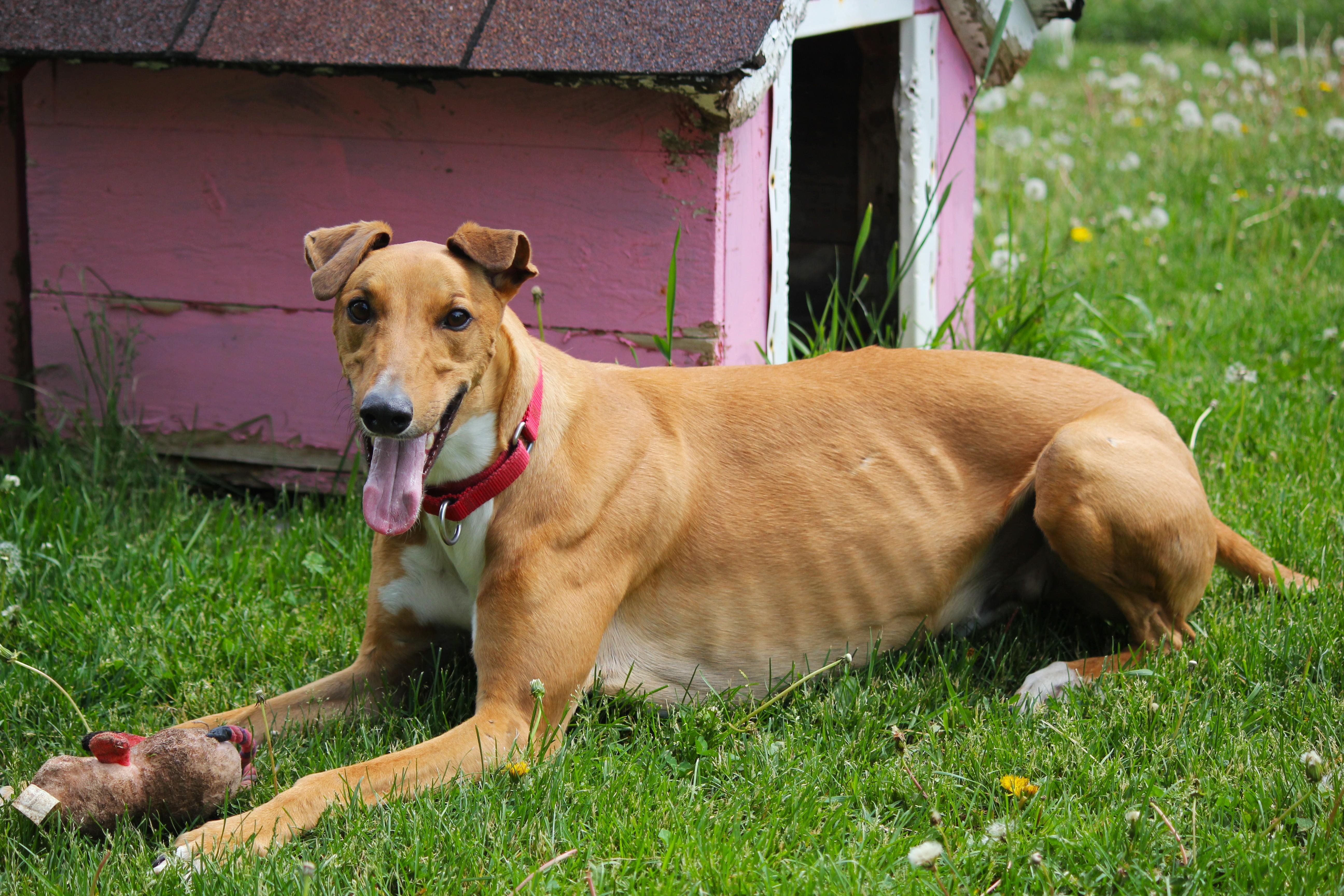 Curly, a ADOPTABLE Lurcher in Hayward, WI image 2/3