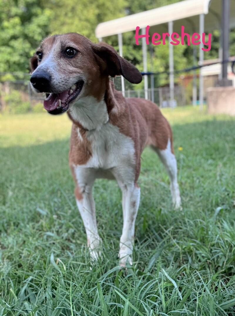 Hershey, a Adoptable mixed breed in Disputanta, VA image 1/6