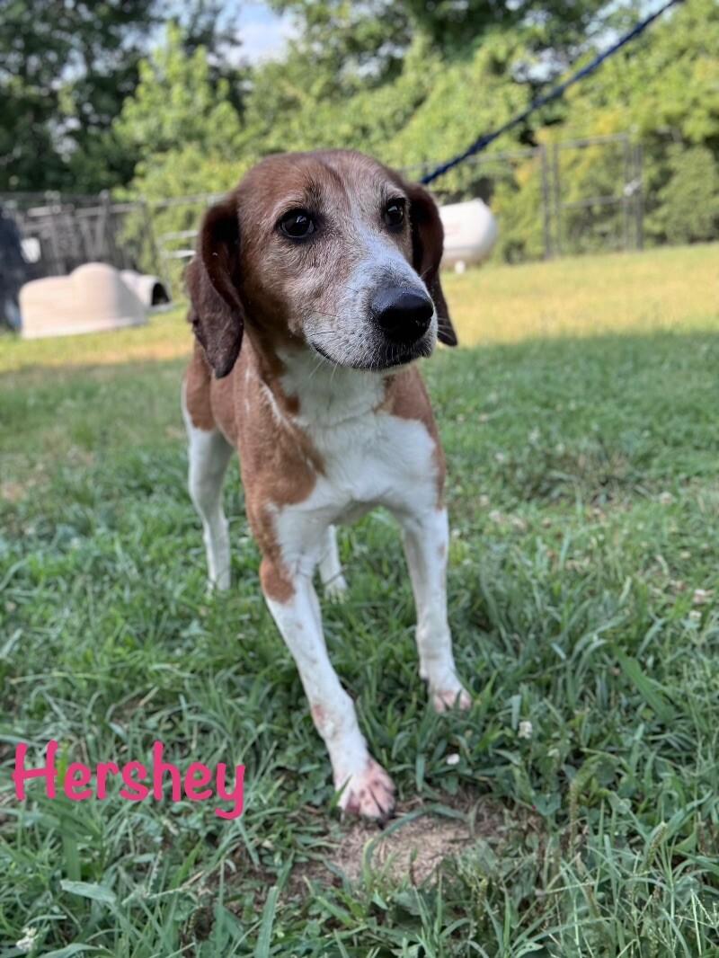 Hershey, a Adoptable mixed breed in Disputanta, VA image 2/6