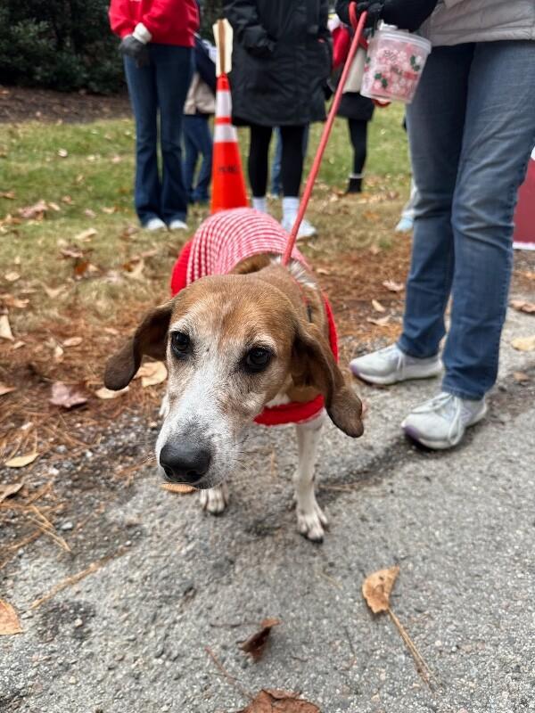 Hershey, a Adoptable mixed breed in Disputanta, VA image 3/6