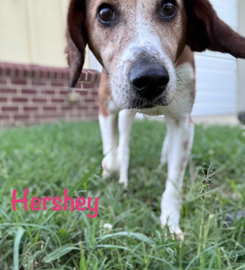 Hershey, a Adoptable mixed breed in Disputanta, VA image 4/6
