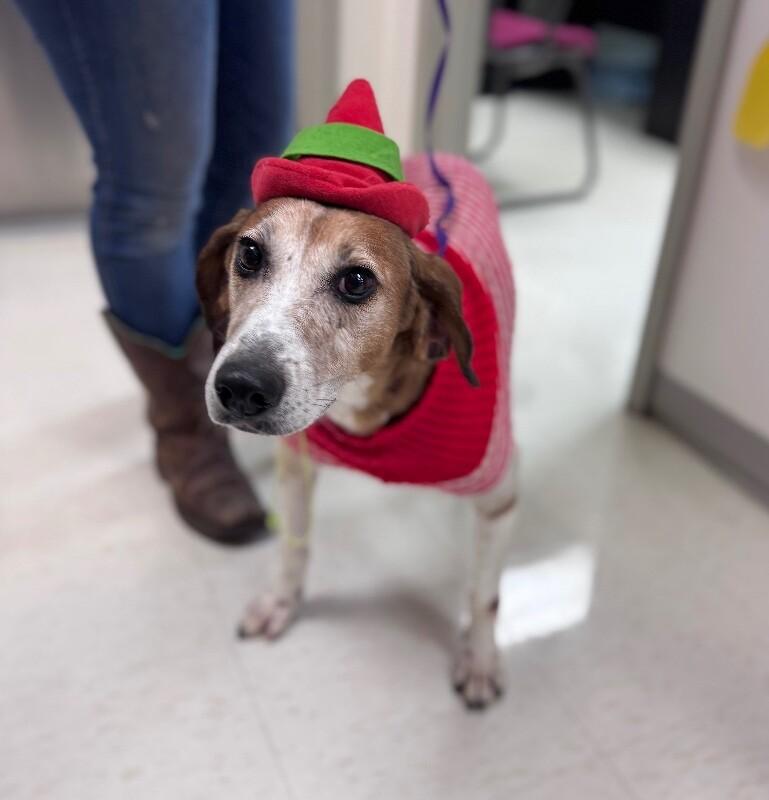 Hershey, a Adoptable mixed breed in Disputanta, VA image 5/6