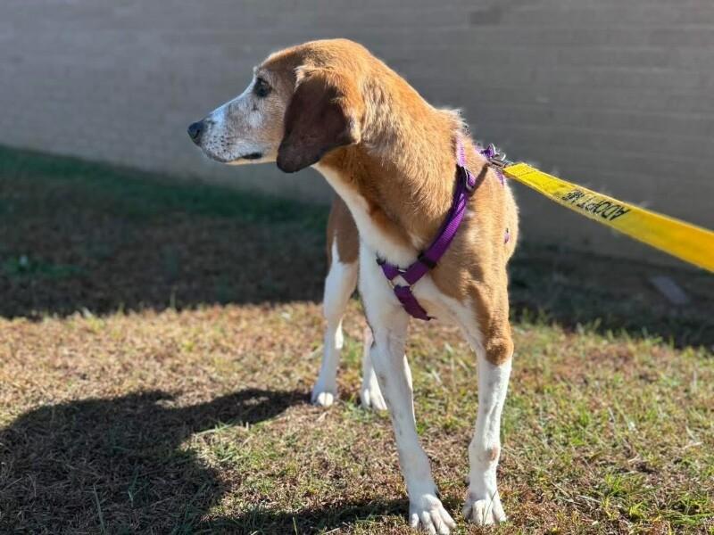 Hershey, a Adoptable mixed breed in Disputanta, VA image 6/6