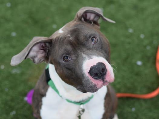 Paco, an adoptable mixed breed in Keene, NH image 2/6