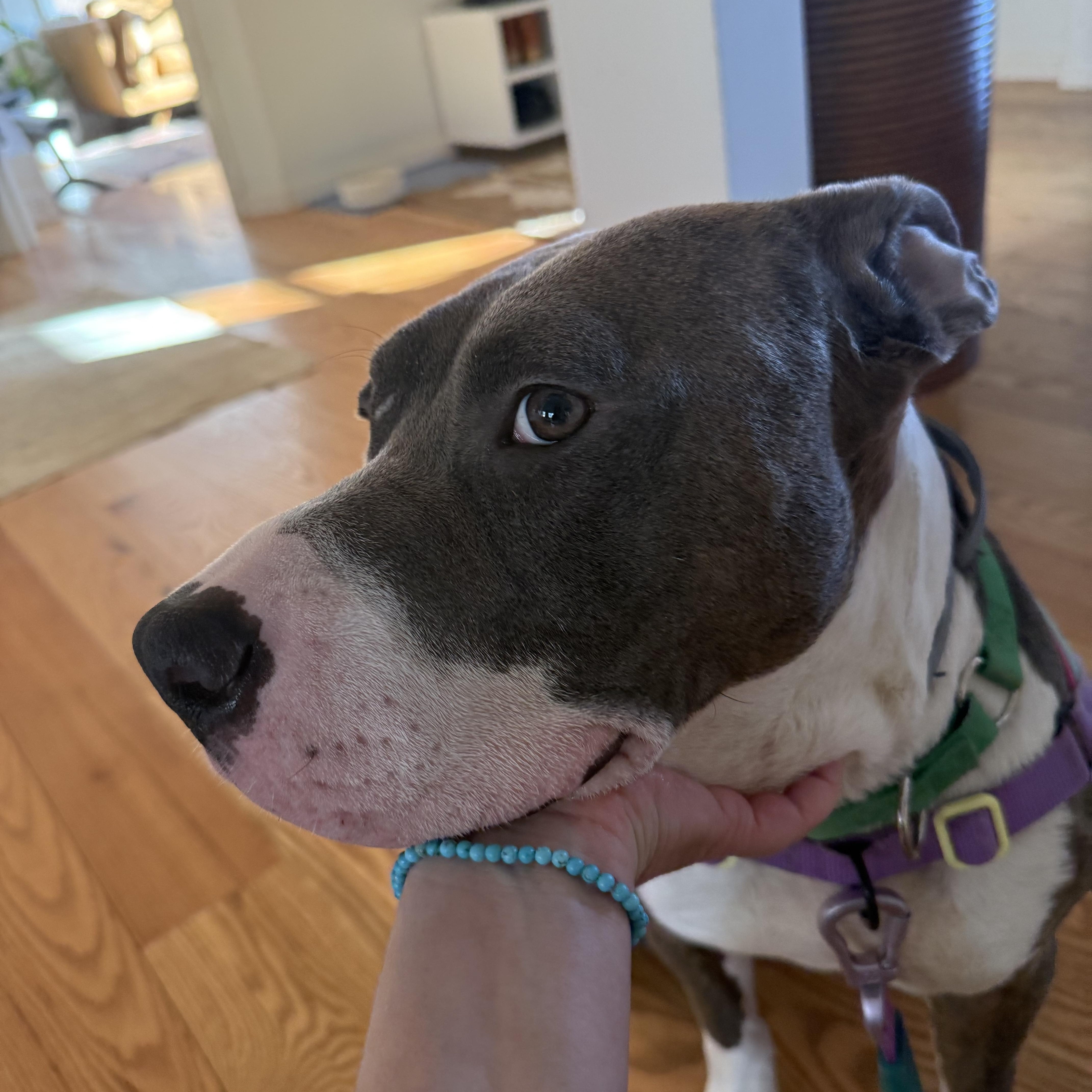 Paco, an adoptable mixed breed in Keene, NH image 1/6