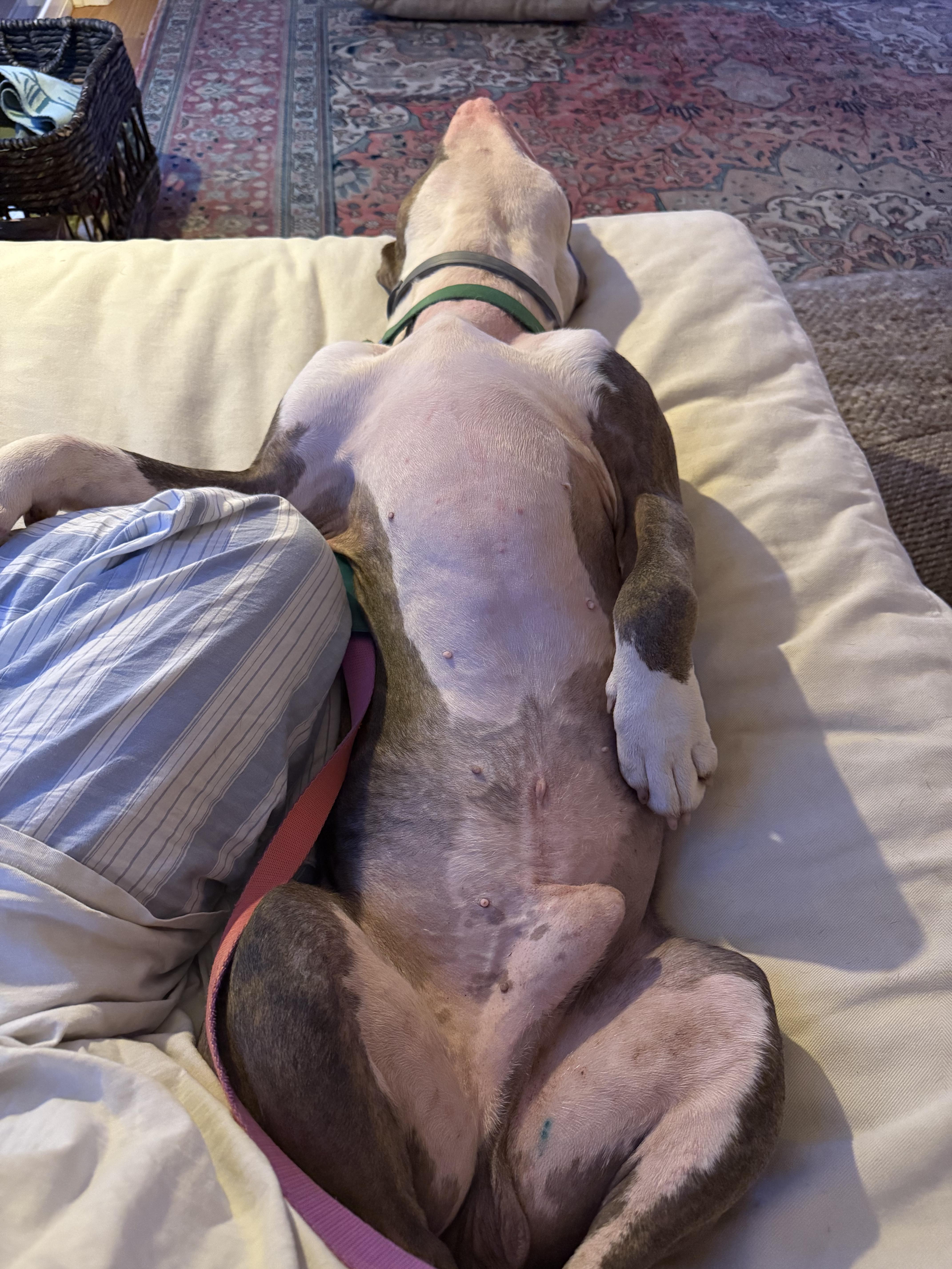 Paco, an adoptable mixed breed in Keene, NH image 3/6