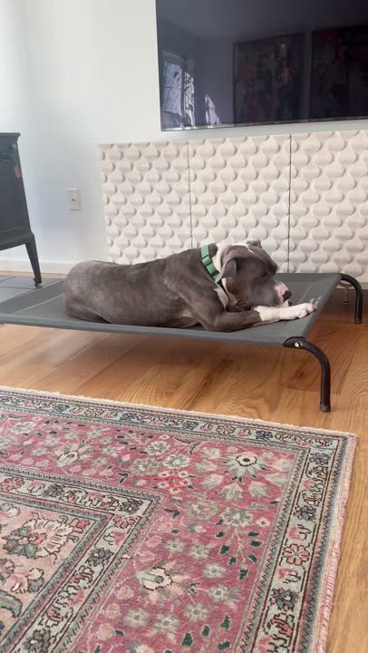 Enlarge Paco, an adoptable mixed breed in Keene, NH video 4/6