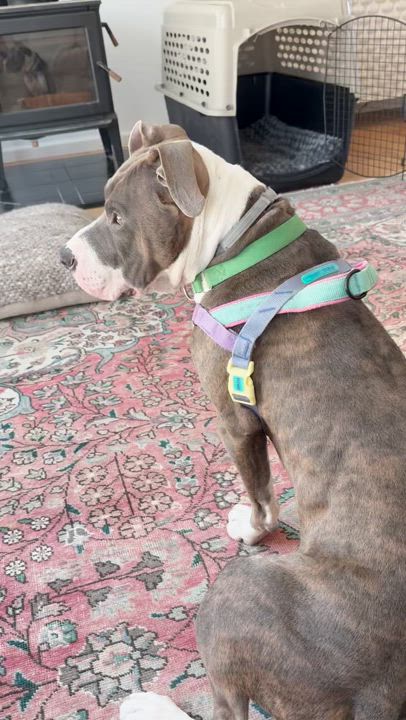 Enlarge Paco, an adoptable mixed breed in Keene, NH video 5/6