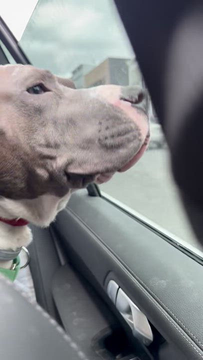 Enlarge Paco, an adoptable mixed breed in Keene, NH video 6/6