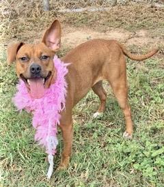 Enlarge Taylor, a Adoptable Mountain Cur in Manchester, CT image 1/5