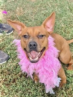 Enlarge Taylor, a Adoptable Mountain Cur in Manchester, CT image 2/5