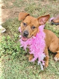Enlarge Taylor, a Adoptable Mountain Cur in Manchester, CT image 3/5