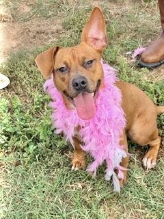 Enlarge Taylor, a Adoptable Mountain Cur in Manchester, CT image 4/5