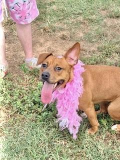 Enlarge Taylor, a Adoptable Mountain Cur in Manchester, CT image 5/5