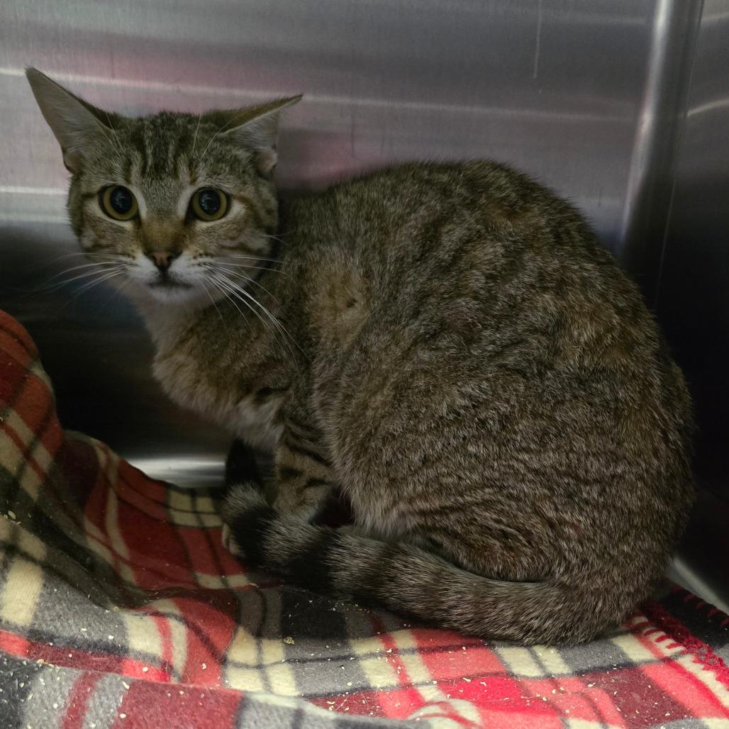 Geneva, Adoptable, Young Female Domestic Short Hair.