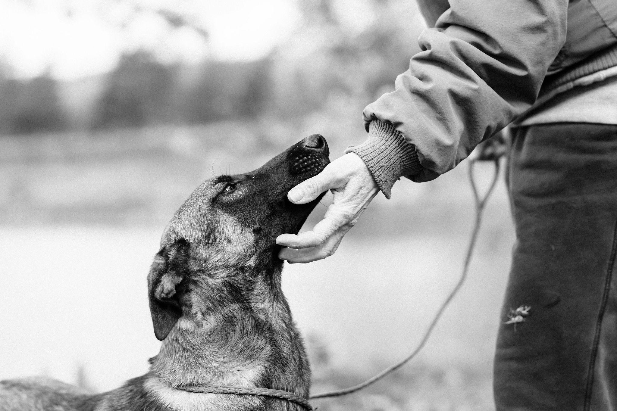 Brewer, a Adoptable Belgian Shepherd / Malinois in Ewing, NJ image 1/5