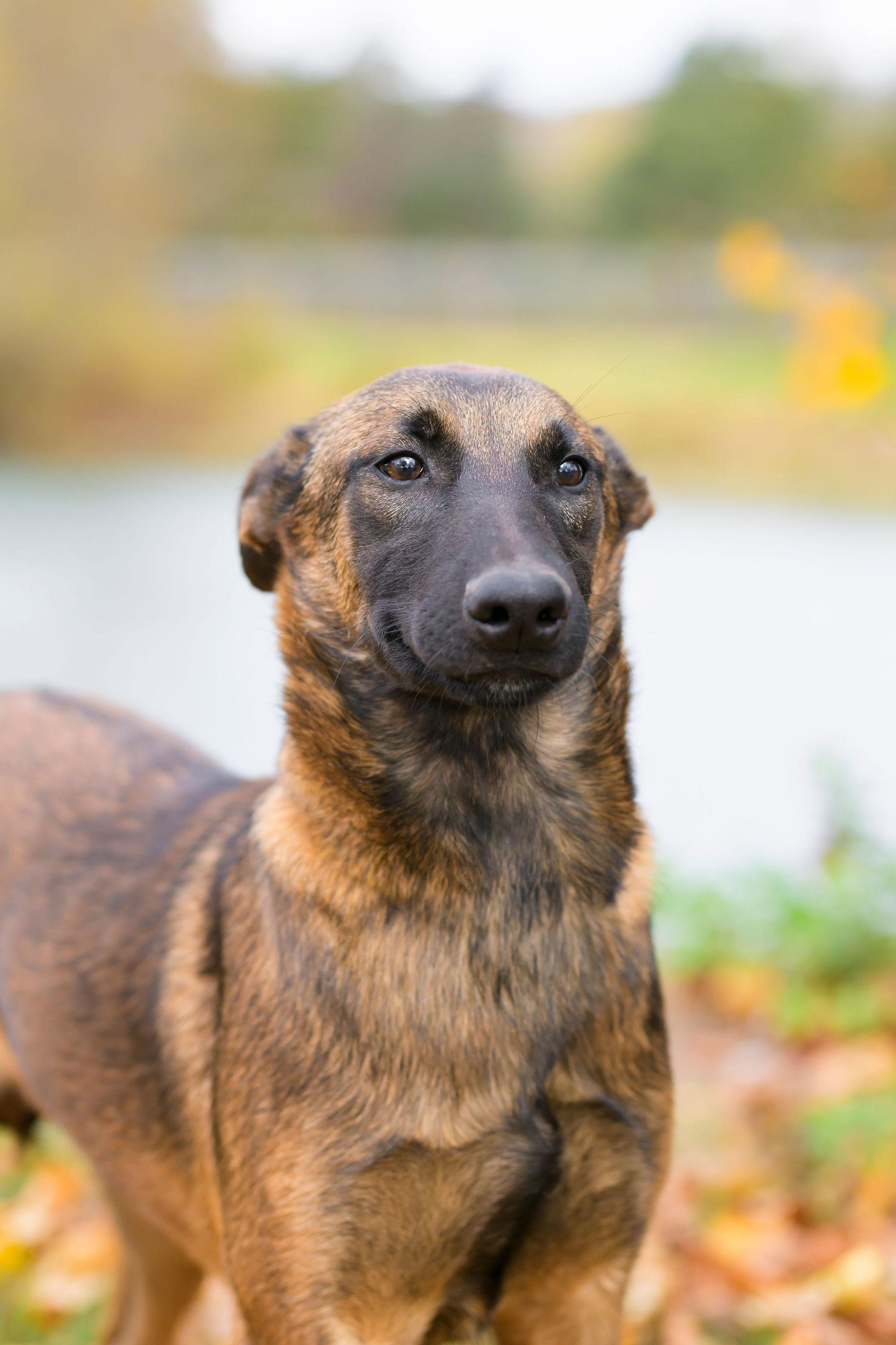 Brewer, a Adoptable Belgian Shepherd / Malinois in Ewing, NJ image 2/5