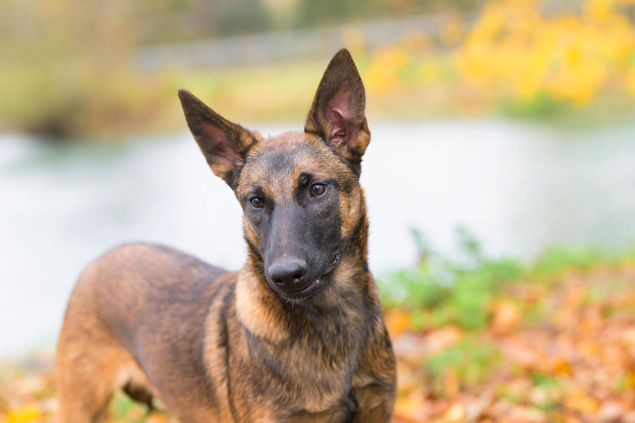 Brewer, a Adoptable Belgian Shepherd / Malinois in Ewing, NJ image 3/5