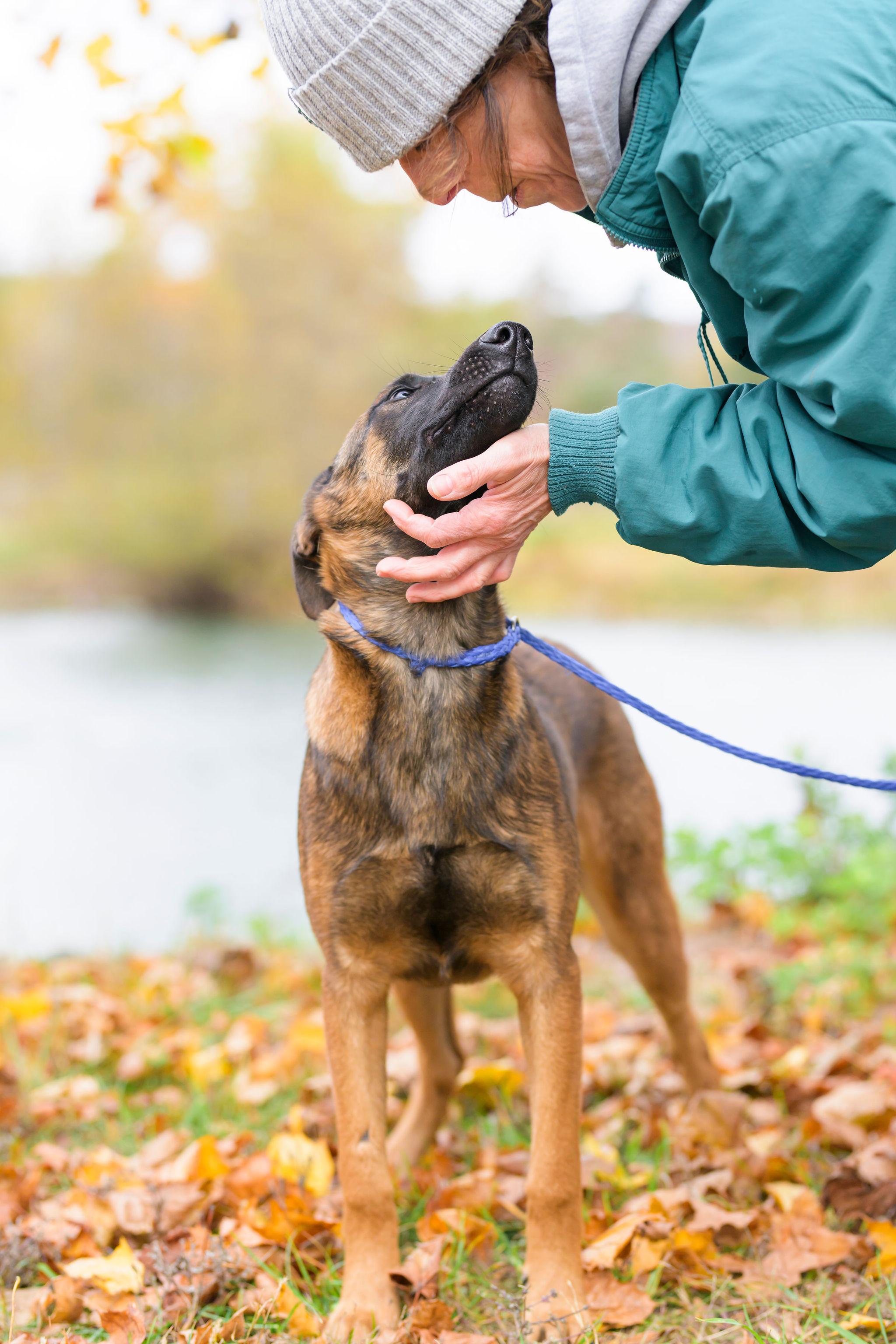 Brewer, a Adoptable Belgian Shepherd / Malinois in Ewing, NJ image 4/5
