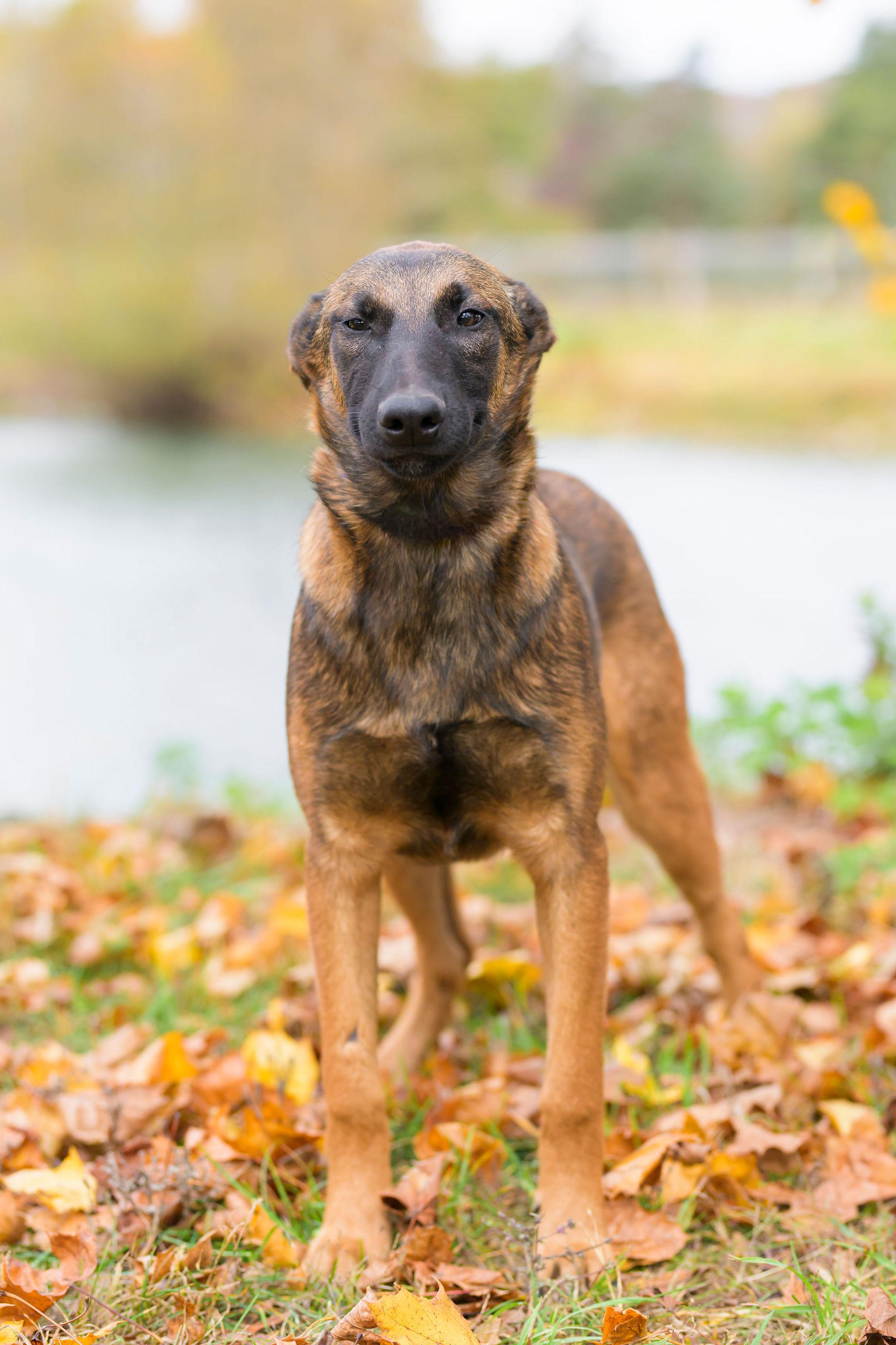 Brewer, a Adoptable Belgian Shepherd / Malinois in Ewing, NJ image 5/5