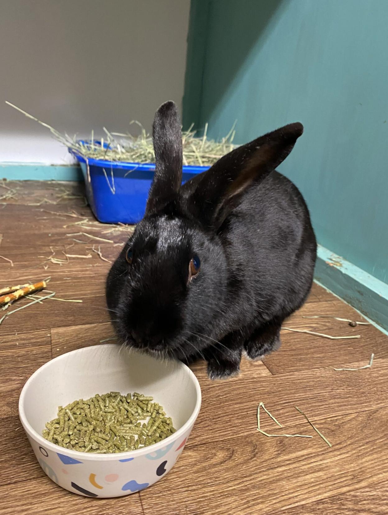 Enlarge Lilac, a Adoptable Havana in Redmond, OR image 2/2