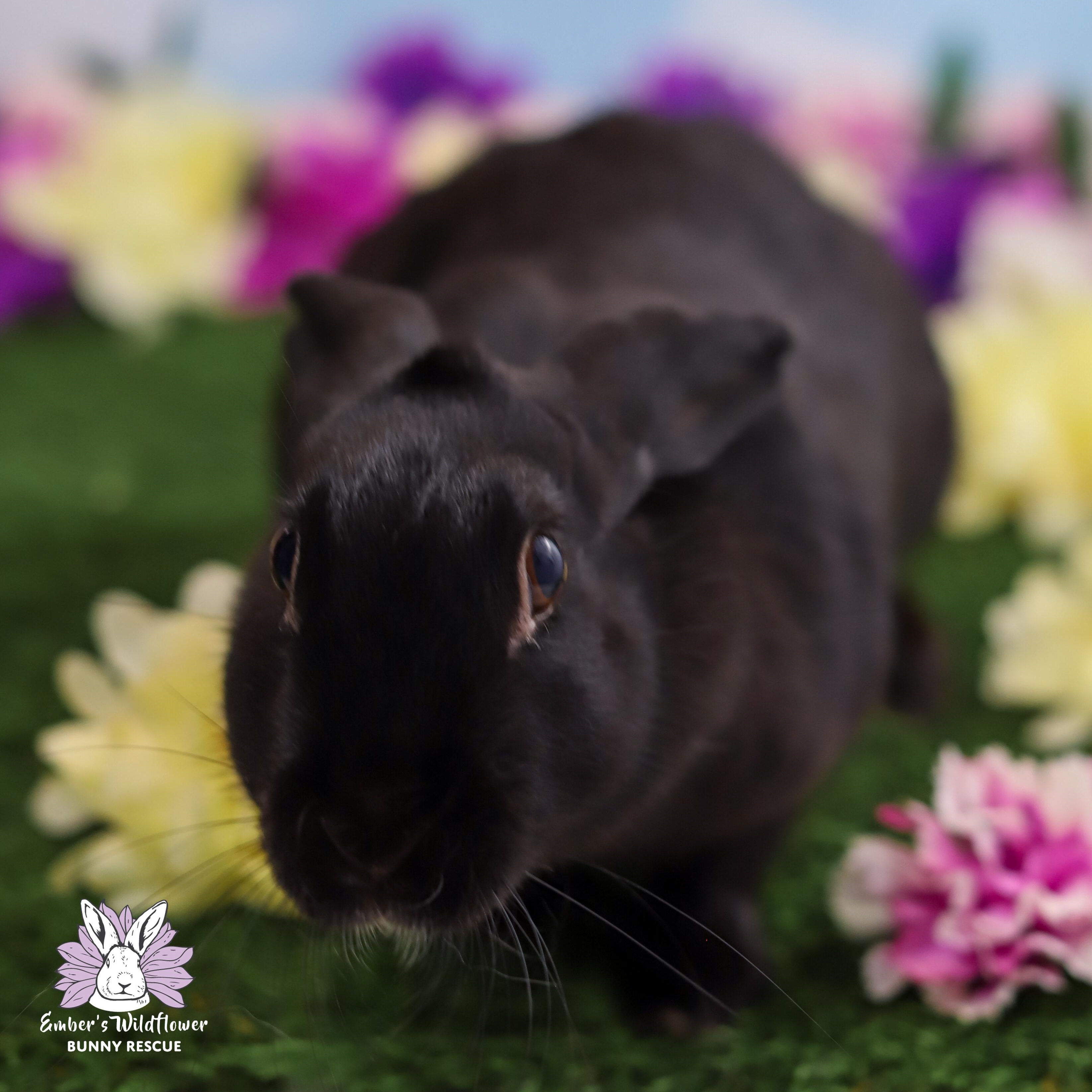 Lilac photo