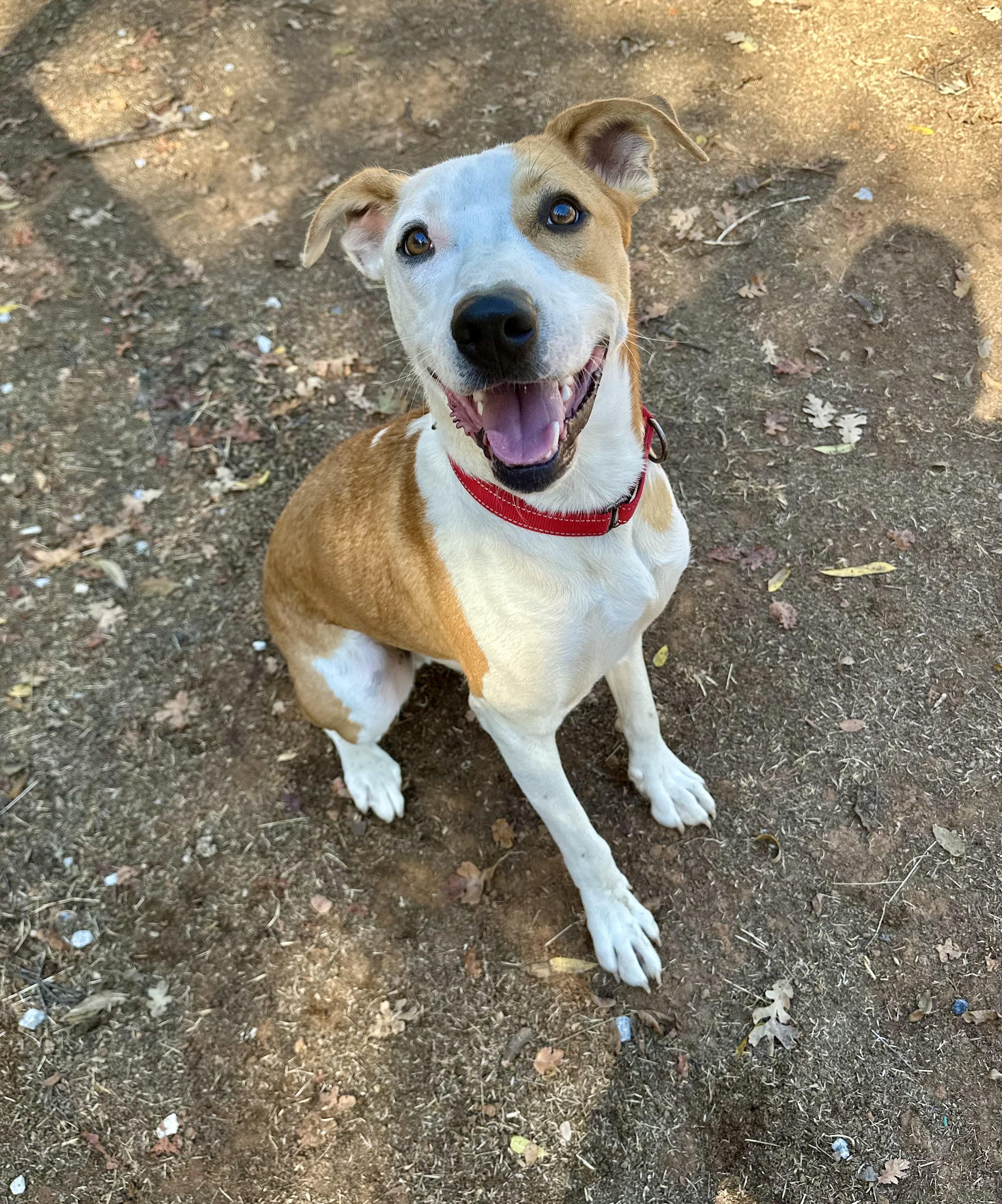 Bentley 0224, an adoptable Pit Bull Terrier in Sonora, CA, 95370 | Photo Image 2